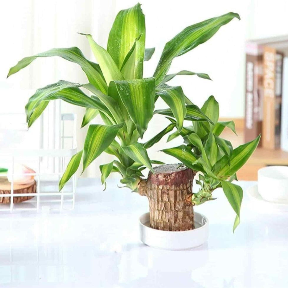 Brazilian Lucky Wood, Mini Home Plant Decorations (Pack of 2)