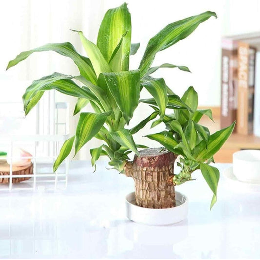 Brazilian Lucky Wood, Mini Home Plant Decorations (Pack of 2)